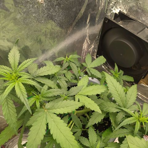 Red Poison 4 growlog photo: 25days
Vegetative Week 2
Day 11