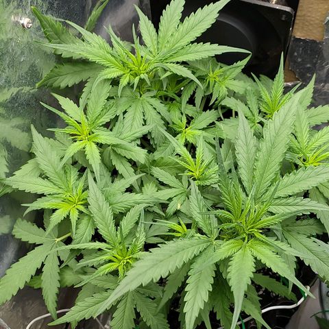 Red Poison 2 growlog photo: ရေသန့် 6L နဲ့ Flushing ပေးထား