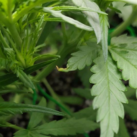 Red Poison 2 growlog photo: ရေသန့် 6L နဲ့ Flushing ပေးထား