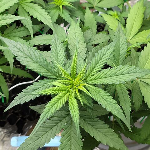 Red Poison 4 growlog photo: ရေသန့် 6L နဲ့ Flushing ပေးထား