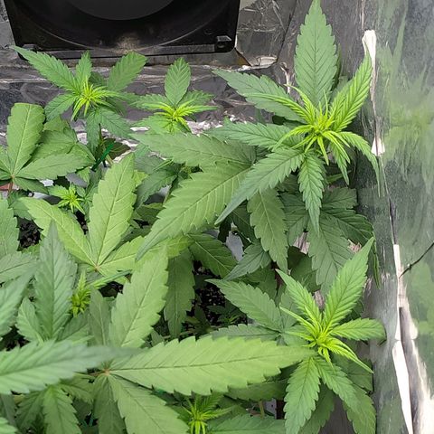 Red Poison 4 growlog photo: ရေသန့် 6L နဲ့ Flushing ပေးထား
