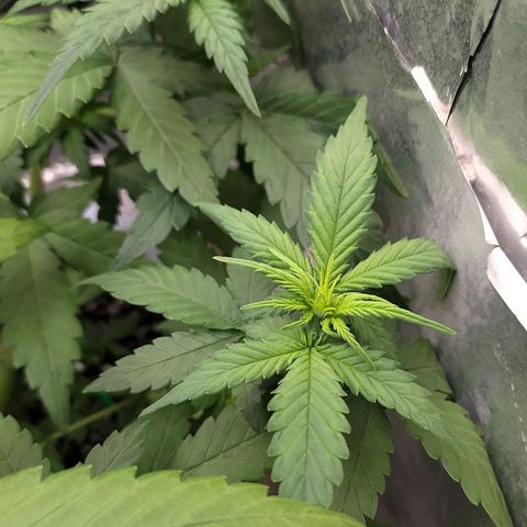 Red Poison 4 growlog photo: ရေသန့် 6L နဲ့ Flushing ပေးထား