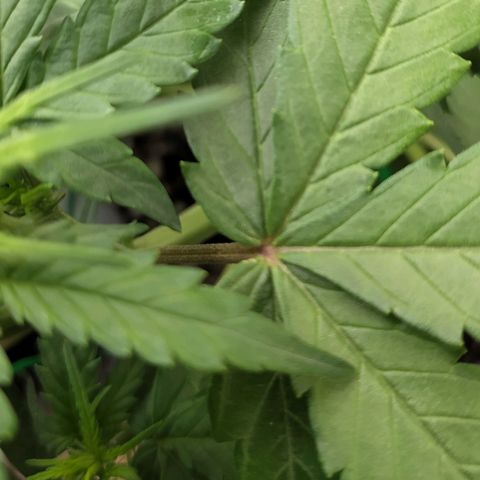 Red Poison 4 growlog photo: ရေသန့် 6L နဲ့ Flushing ပေးထား