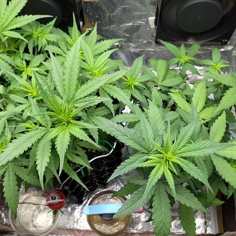 Red Poison 4 growlog photo: ရေသန့် 6L နဲ့ Flushing ပေးထား
