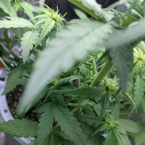 Red Poison 4 growlog photo: Fem sign ပြပီး Stress များလို့လားမသိ Early Flower Sign ပါပြလာတဲ့ 30Days သမီးလေး