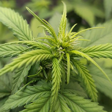 Red Poison 4 growlog photo: Fem sign ပြပီး Stress များလို့လားမသိ Early Flower Sign ပါပြလာတဲ့ 30Days သမီးလေး
