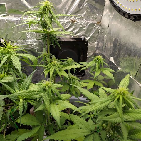Red Poison 4 growlog photo: Defoliation နည်းနည်းလုပ်