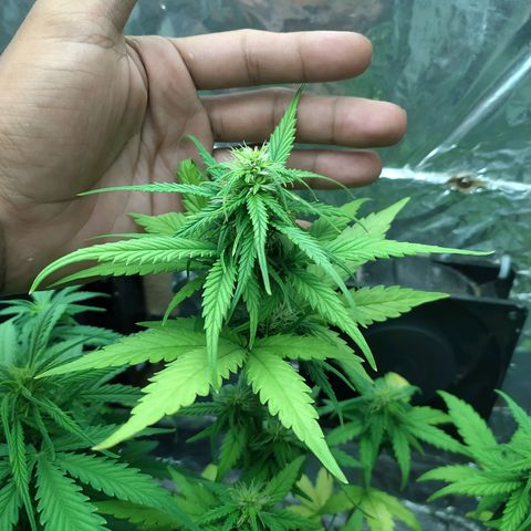 Red Poison 4 growlog photo: B1+ 3cc
Grow 3cc
Cal-Mag 3cc
Earth 3cc
Liquid Bat Guanos 3cc
Bloom 3cc
Durian Peel 3cc  Per L နှုန်းဖျော်ပီး 1L ဆီလောင်းပေး
