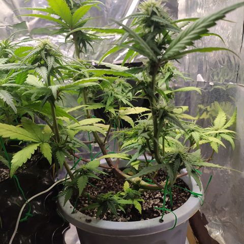 Red Poison 4 growlog photo: B1+ 3cc
Grow 3cc
Cal-Mag 3cc
Earth 3cc
Liquid Bat Guanos 3cc
Bloom 3cc
Durian Peel 3cc  Per L နှုန်းဖျော်ပီး 1L ဆီလောင်းပေး
