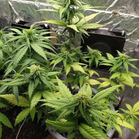 Red Poison 4 growlog photo: B1+ 3cc
Grow 3cc
Cal-Mag 3cc
Earth 3cc
Liquid Bat Guanos 3cc
Bloom 3cc
Durian Peel 3cc  Per L နှုန်းဖျော်ပီး 1L ဆီလောင်းပေး
