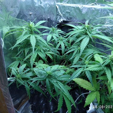 Red Poison 2 growlog photo: B1+ 3cc
Grow 3cc
Cal-Mag 3cc
Earth 3cc
Liquid Bat Guanos 3cc
Bloom 3cc
Durian Peel 3cc  Per L နှုန်းဖျော်ပီး 1L ဆီလောင်းပေး
