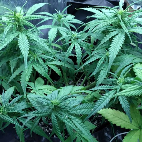 Red Poison 2 growlog photo: B1+ 3cc
Grow 3cc
Cal-Mag 3cc
Earth 3cc
Liquid Bat Guanos 3cc
Bloom 3cc
Durian Peel 3cc  Per L နှုန်းဖျော်ပီး 1L ဆီလောင်းပေး
