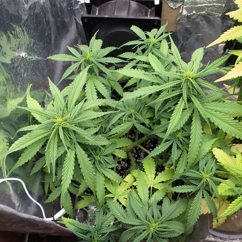Red Poison 2 growlog photo: ရေသန့် 1L လောင်း