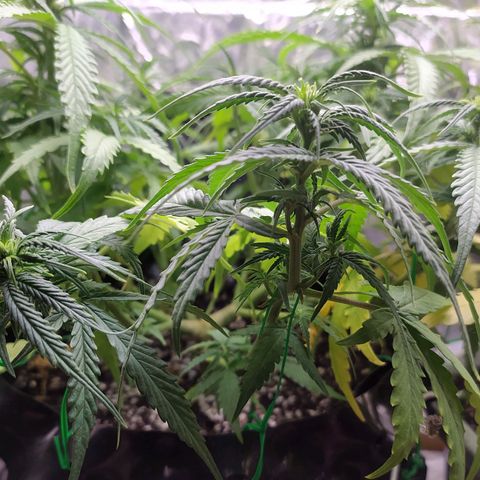 Red Poison 2 growlog photo: ရေသန့် 1L လောင်း