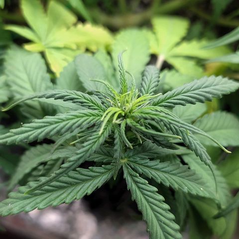 Red Poison 2 growlog photo: ရေသန့် 1L လောင်း