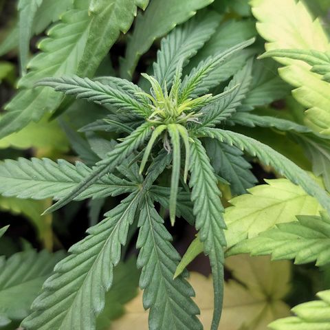Red Poison 2 growlog photo: ရေသန့် 1L လောင်း