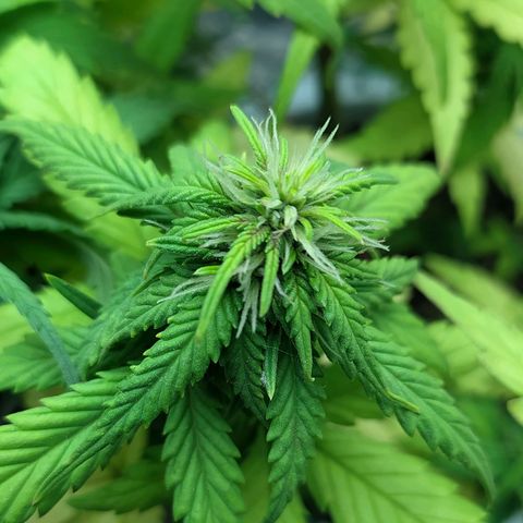 Red Poison 4 growlog photo: ရေသန့် 1L လောင်း
