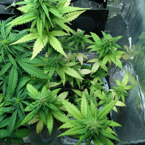 Red Poison 4 growlog photo: ရေသန့် 1L လောင်း