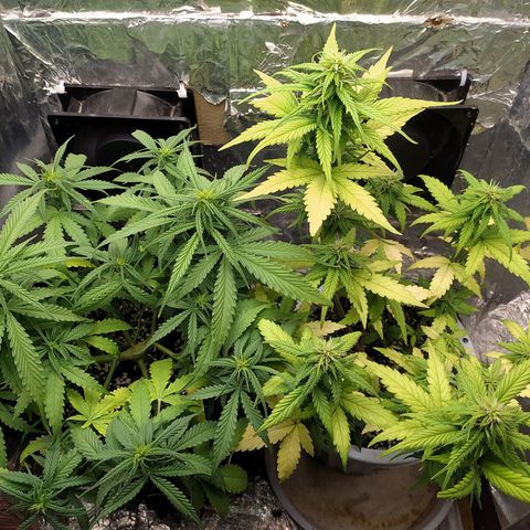 Red Poison 4 growlog photo: ရေသန့် 1L လောင်း