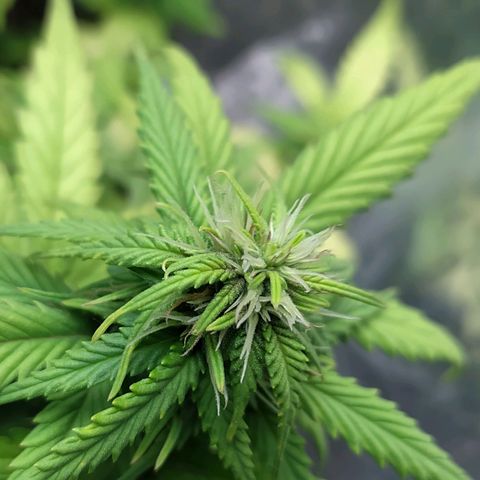 Red Poison 4 growlog photo: ရေသန့် 1L လောင်း