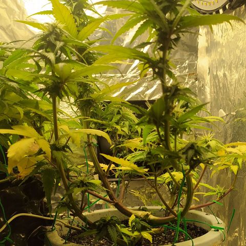 Red Poison 4 growlog photo: ရေသန့် 1L လောင်း
