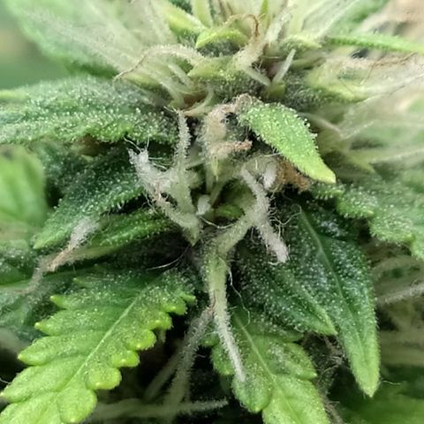 Red Poison 4 growlog timeline photo