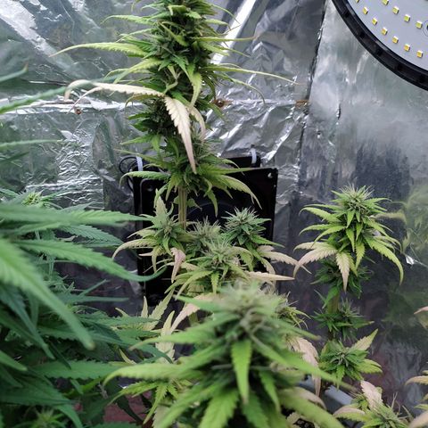 Red Poison 4 growlog timeline photo