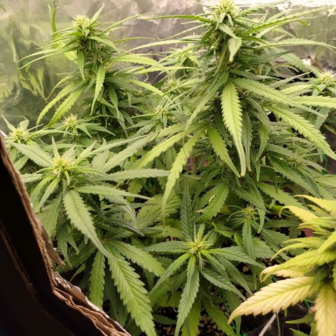 Red Poison 2 growlog timeline photo