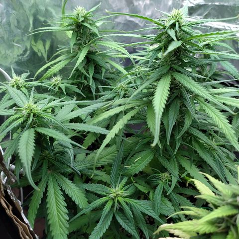 Red Poison 2 growlog timeline photo
