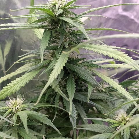 Red Poison 2 growlog timeline photo