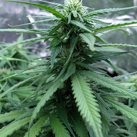 Red Poison 2 growlog timeline photo