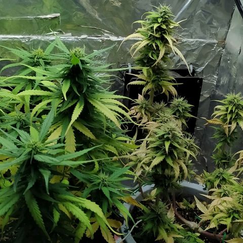 Red Poison 2 growlog timeline photo