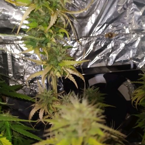 Red Poison 4 growlog timeline photo