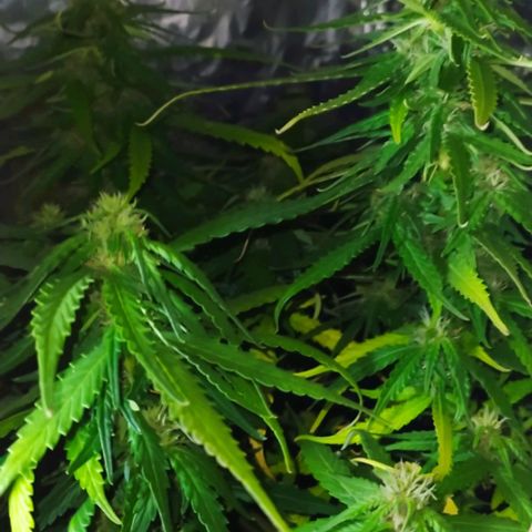 Red Poison 2 growlog timeline photo