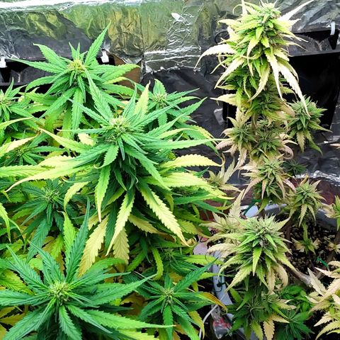 Red Poison 4 growlog timeline photo