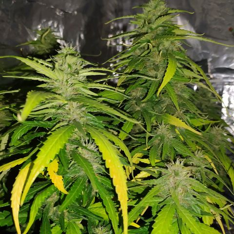 Red Poison 2 growlog timeline photo