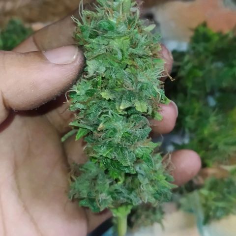 Red Poison 4 growlog timeline photo