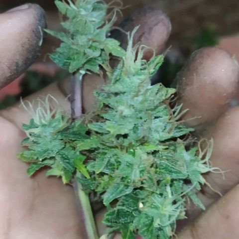 Red Poison 4 growlog timeline photo