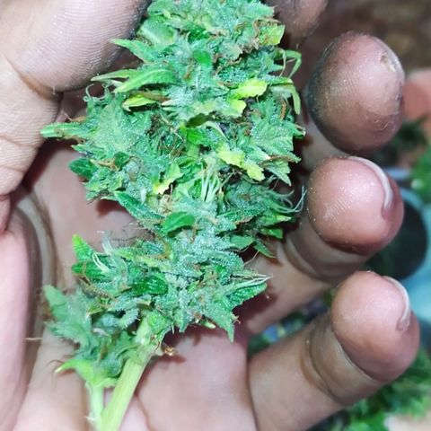 Red Poison 4 growlog timeline photo