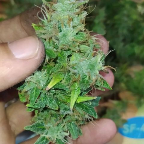 Red Poison 4 growlog timeline photo