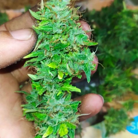 Red Poison 4 growlog timeline photo