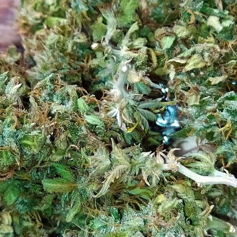 Red Poison 4 growlog photo: Dry Weight 11g 