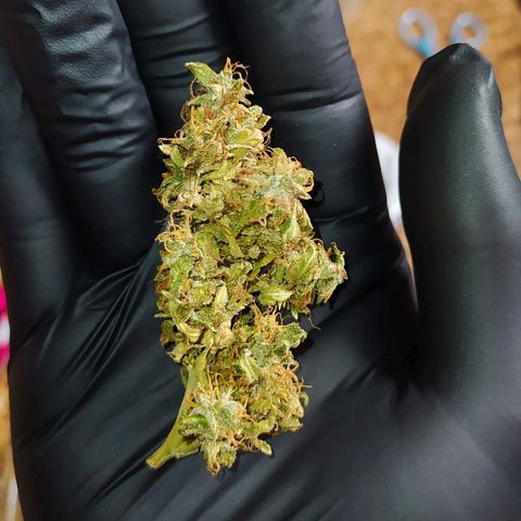 Red Poison 4 growlog timeline photo