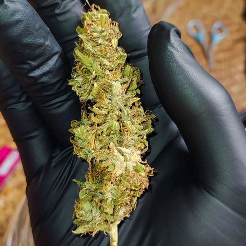 Red Poison 4 growlog timeline photo