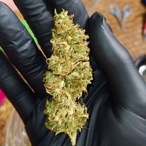 Red Poison 4 growlog timeline photo