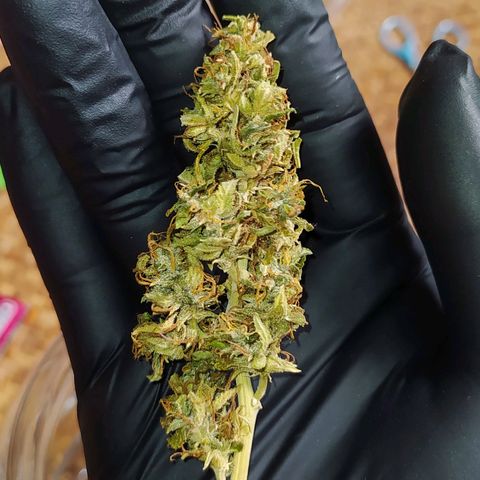 Red Poison 4 growlog timeline photo