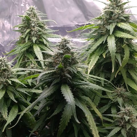 Red Poison 2 growlog timeline photo