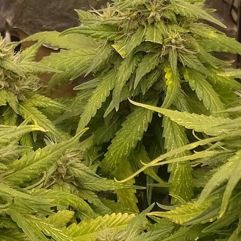 Red Poison 2 growlog timeline photo
