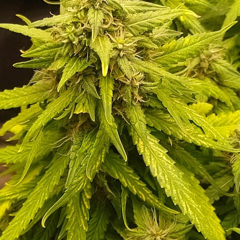 Red Poison 2 growlog timeline photo
