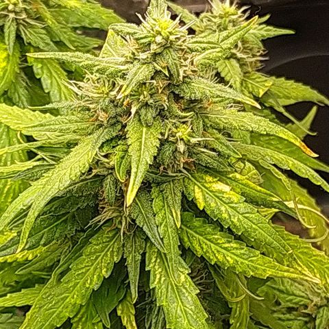 Red Poison 2 growlog timeline photo